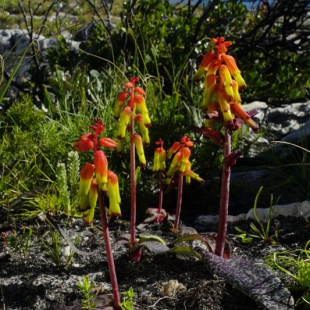 Lachenalia luteola